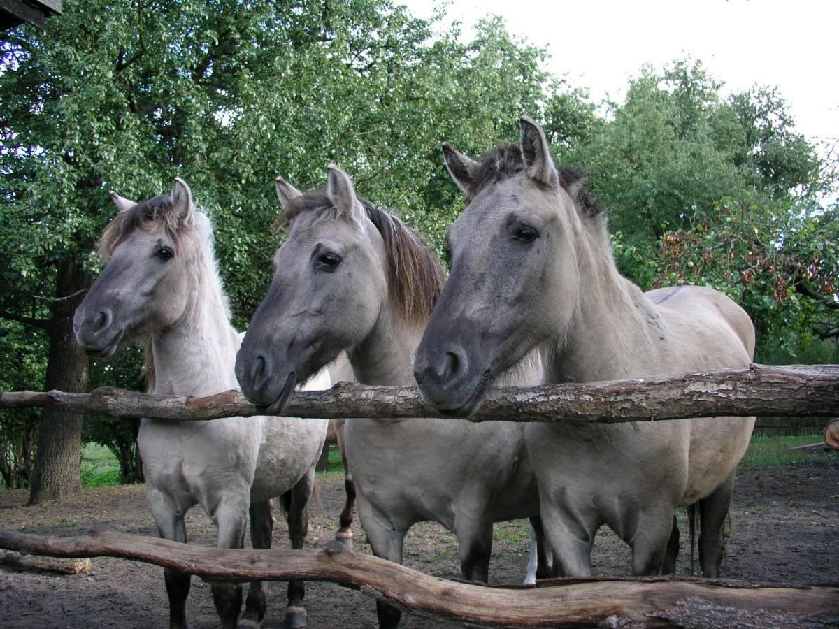 Виллы Kamienny Ogród Holiday Park Миколайки-41