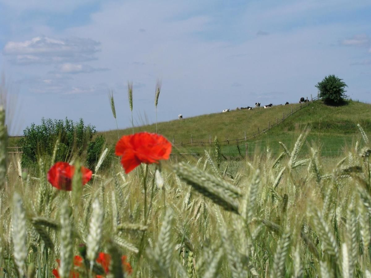 Виллы Kamienny Ogród Holiday Park Миколайки-42